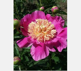 Bijūnas BOWL OF BEAUTY