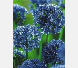 Česnakai CAERULEUM