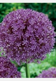 Česnakai PURPLE SENSATION