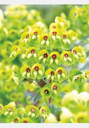 Euphorbia MARTINI, karpažolė