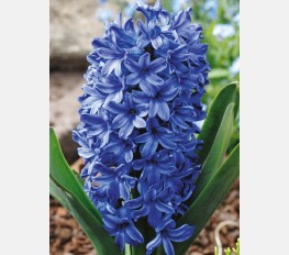 Hiacintas BLUE STAR