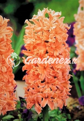 Hiacintas GIPSY QUEEN