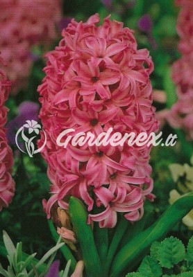 Hiacintas PINK PEARL