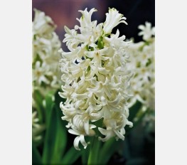 Hiacintas WHITE PEARL