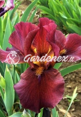 Vilkdalgis RED ZINGER Germanica