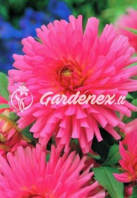 Jurginas ELGA kaktusinis