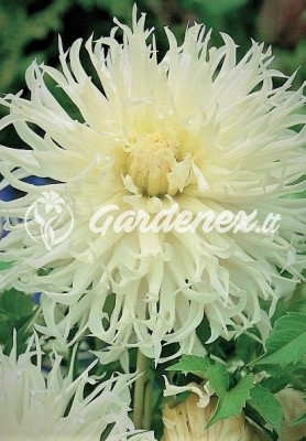 Jurginas TSUKI YORI NO SHISHA kaktusinis Jurginas TSUKI YORI NO SHISHA kaktusinis