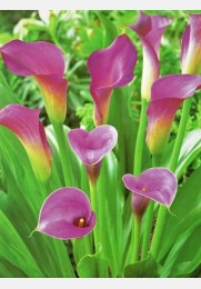 Kalija PURPLE SENSATION
