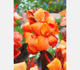 Kana PANACHE BLACK Kana PANACHE BLACK