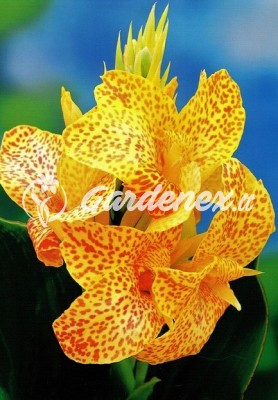 Kana EN AVANT Kana EN AVANT