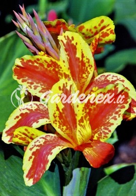 Kana QUEEN CHARLOTTE Kana QUEEN CHARLOTTE