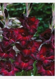 Kardelis BLACK SURPRISE stambiažiedis Kardelis BLACK SURPRISE stambiažiedis