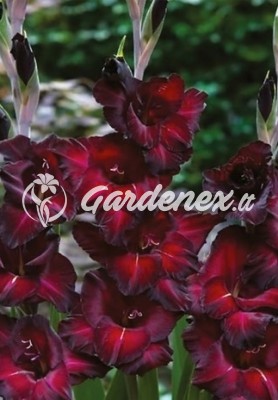 Kardelis BLACK SURPRISE stambiažiedis Kardelis BLACK SURPRISE stambiažiedis