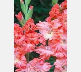 Kardelis YOU TWO FRIZZLE, gofruotas