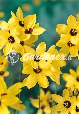 Iksija YELLOW EMPEROR