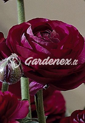 Vėdrynas TOMER PURPLE