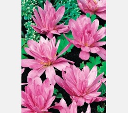 Vėlyvis WATERLILY rudeninis