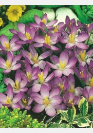 Krokai WHITEWELL PURPLE