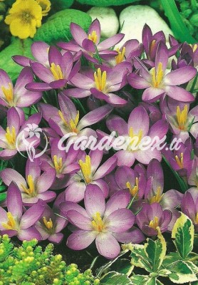 Krokai WHITEWELL PURPLE