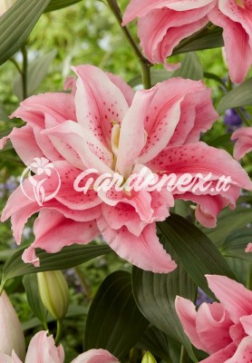 Lelija ROSELILY CLARISSA