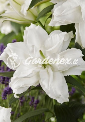 Lelija ROSELILY AISHA