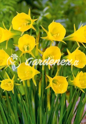 Narcizas GOLDEN BELLS