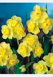 Narcizas YELLOW CHEERFULNESS