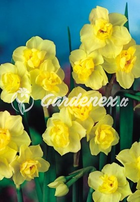 Narcizas YELLOW CHEERFULNESS