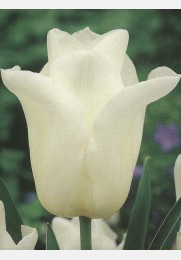 Tulpė AGRASS WHITE
