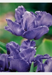 Tulpė BLUE PARROT