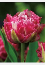 Tulpė CRISPION SWEET