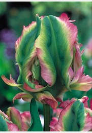 Tulpė EXOTIC PARROT