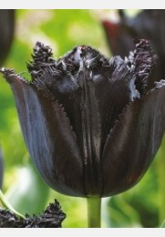 Tulpė FRINGED BLACK