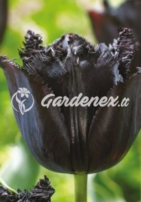 Tulpė FRINGED BLACK