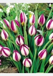 Tulpė PERSIAN PEARL