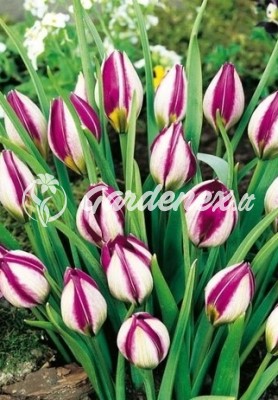 Tulpė PERSIAN PEARL