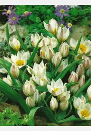 Tulpė POLYCHROMA