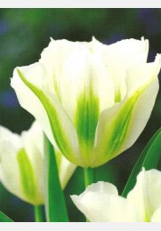 Tulpė SPRING GREEN