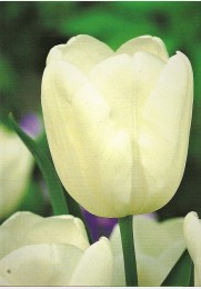 Tulpė WHITE DREAM