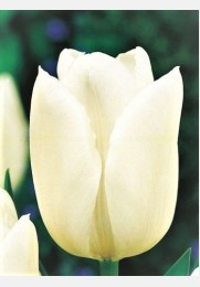 Tulpė WHITE DYNASTY